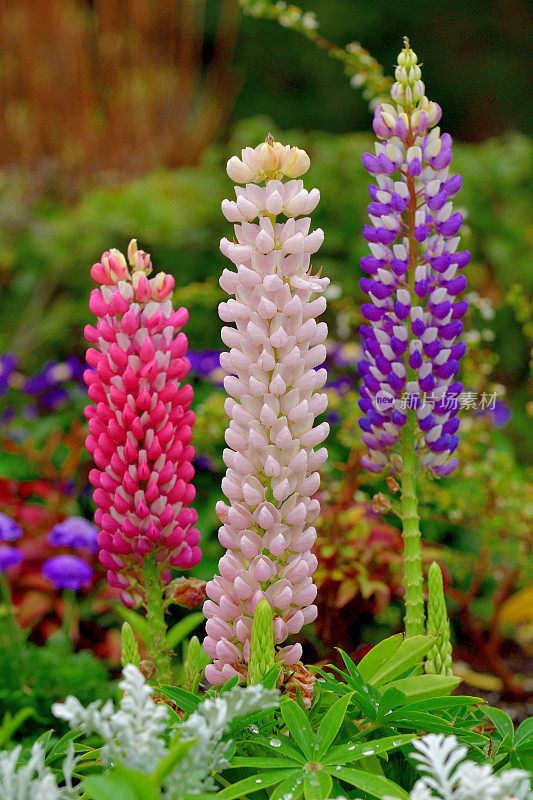 Lupinus /羽扇花